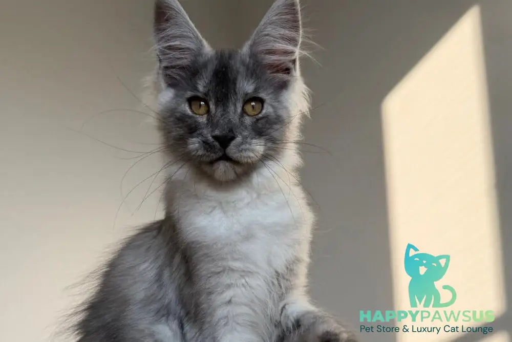 Tutta Larsen Maine Coon female black silver - live animals