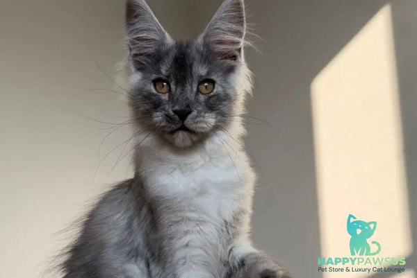 Tutta Larsen Maine Coon female black silver - live animals