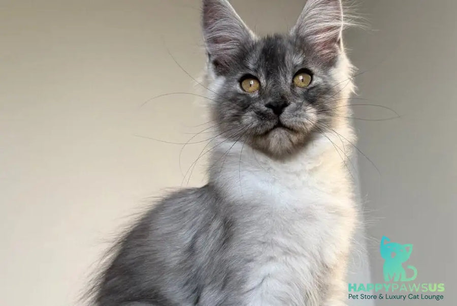 Tutta Larsen Maine Coon female black silver - live animals