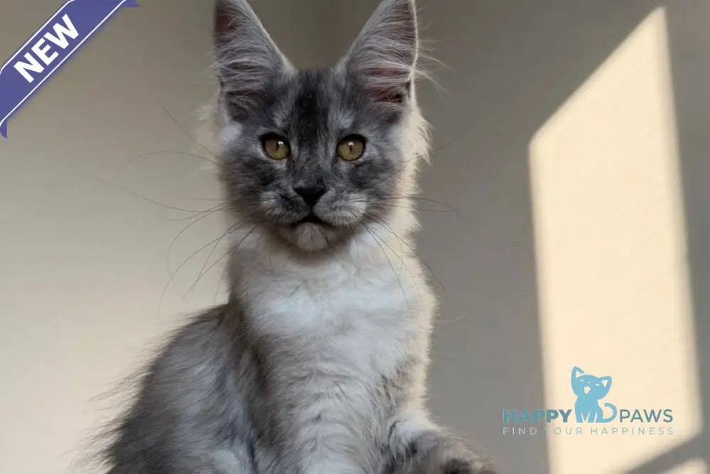 Tutta Larsen Maine Coon female black silver - live animals