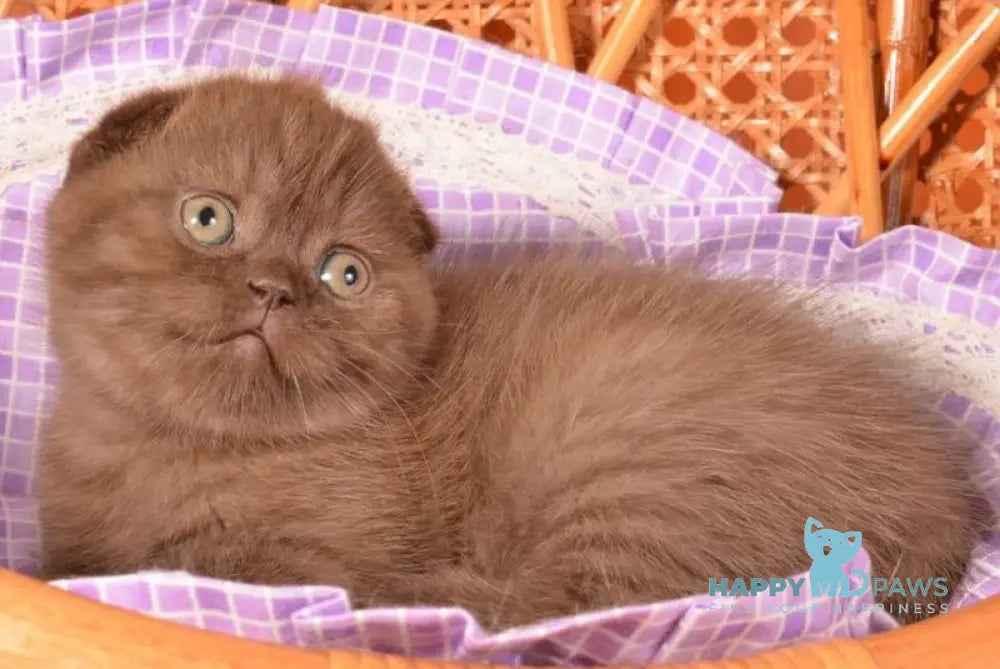 Tutta Scottish Fold female chocolate live animals