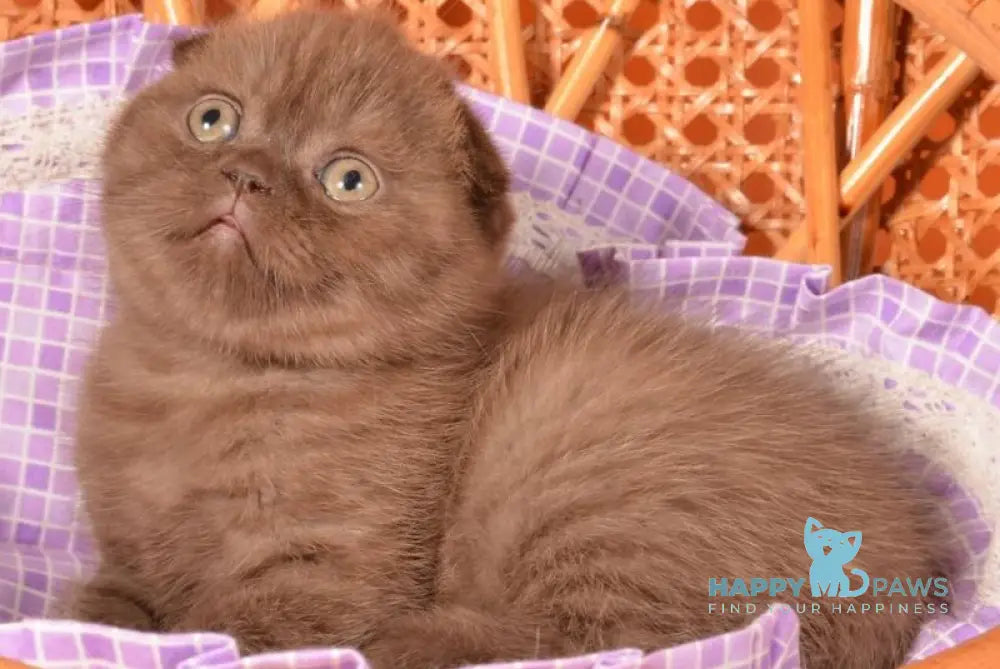 Tutta Scottish Fold female chocolate live animals