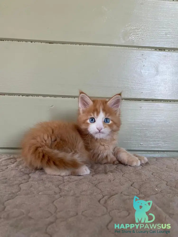 Tutti Frutti Maine Coon male red tabby with white - live animals