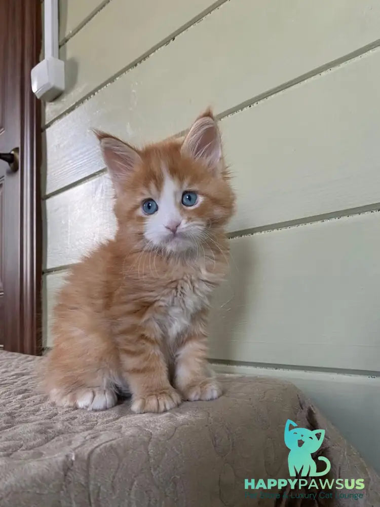 Tutti Frutti Maine Coon male red tabby with white - live animals