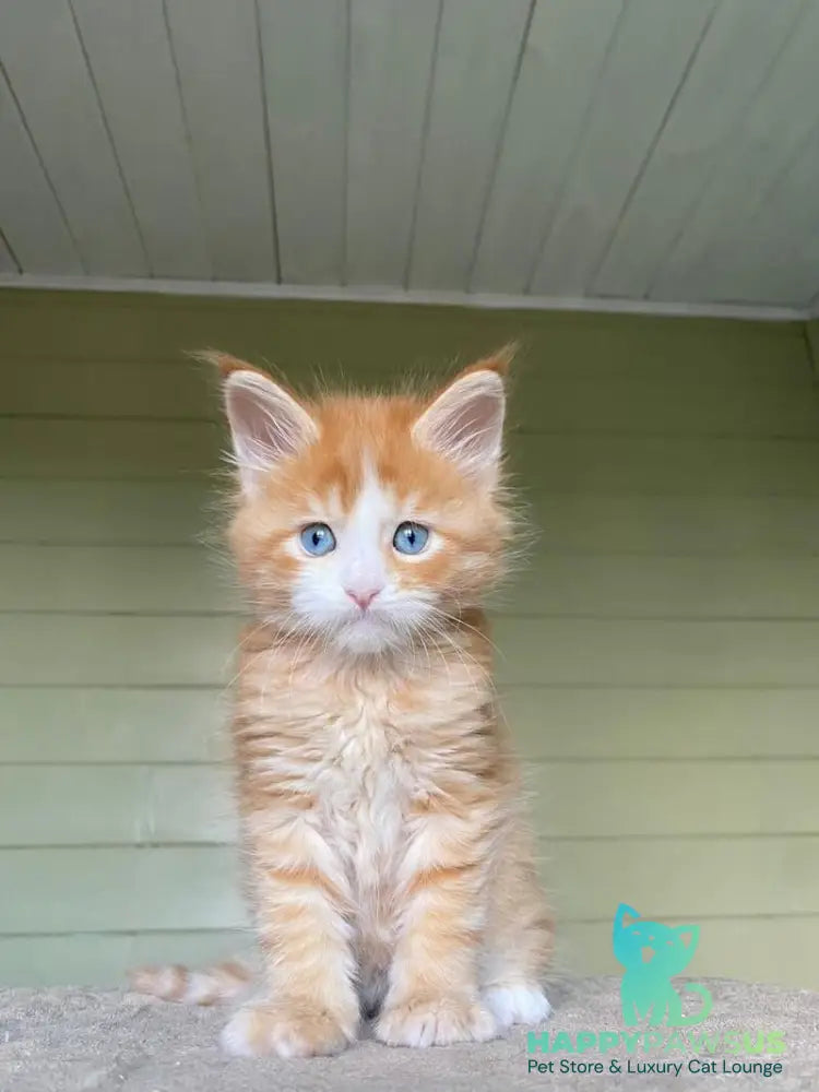 Tutti Frutti Maine Coon male red tabby with white - live animals