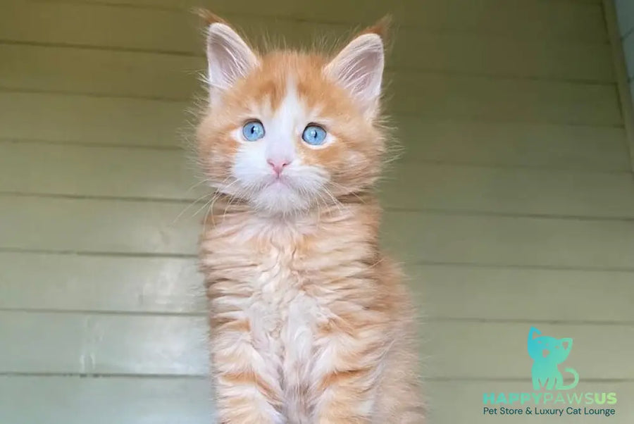 Tutti Frutti Maine Coon male red tabby with white - live animals