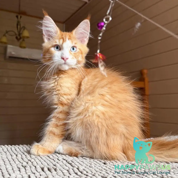 Tutti Frutti Maine Coon male red tabby with white - live animals