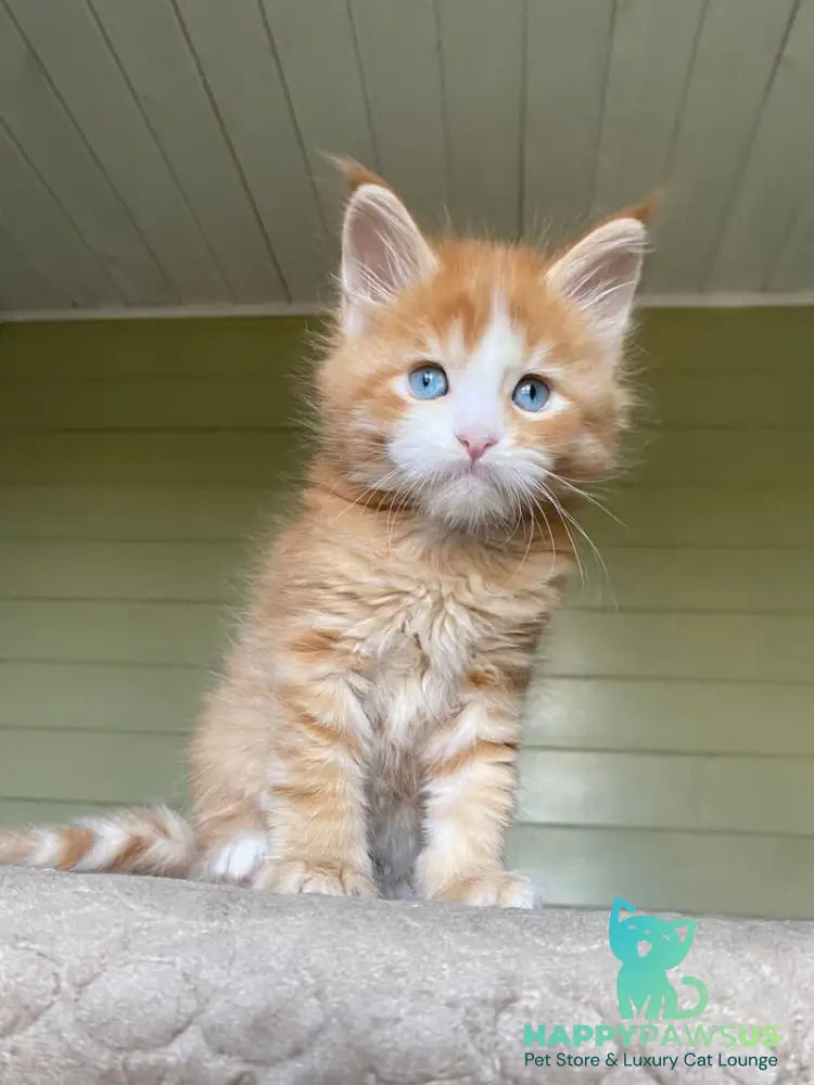 Tutti Frutti Maine Coon male red tabby with white - live animals