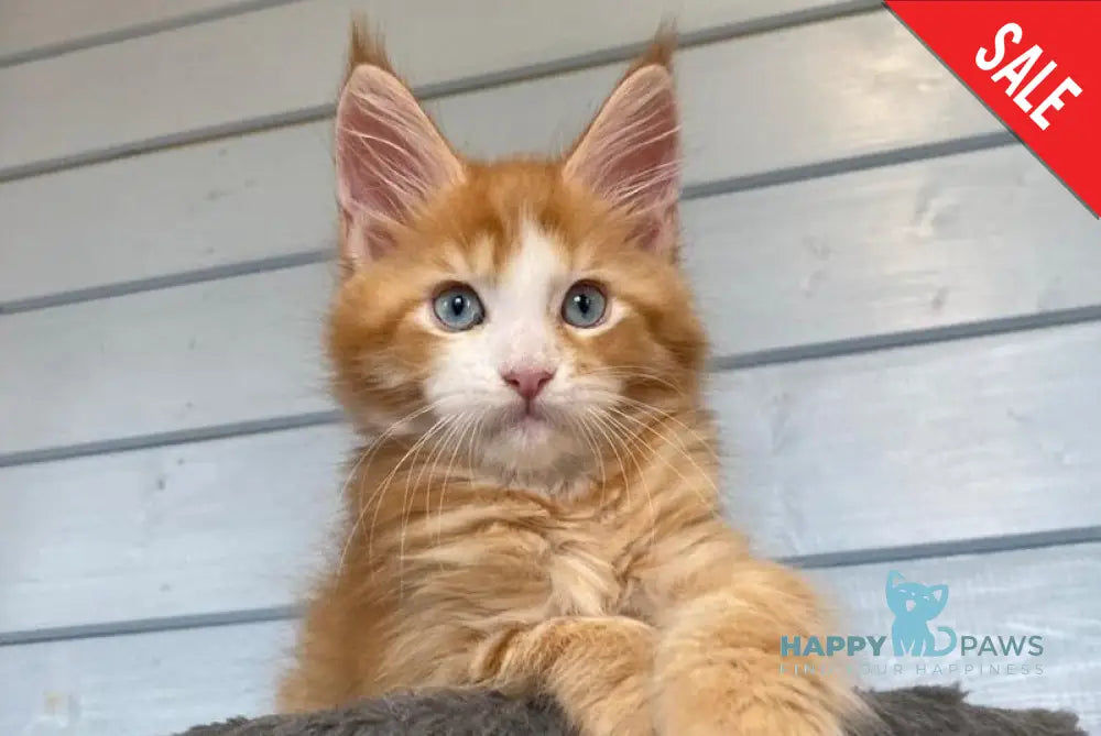 Tutti Frutti Maine Coon male red tabby with white - live animals