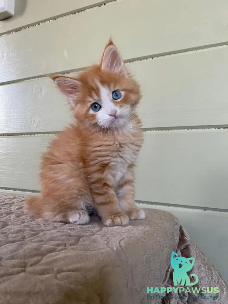 Tutti Frutti Maine Coon male red tabby with white - live animals