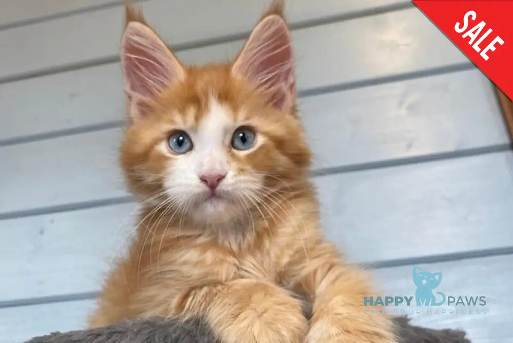 Tutti Frutti Maine Coon male red tabby with white - live animals
