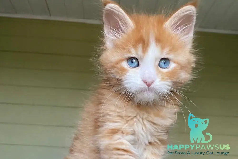 Tutti Frutti Maine Coon male red tabby with white - live animals
