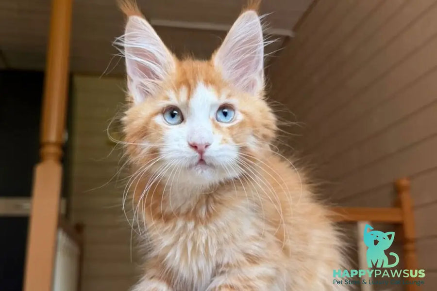 Tutti Frutti Maine Coon male red tabby with white - live animals