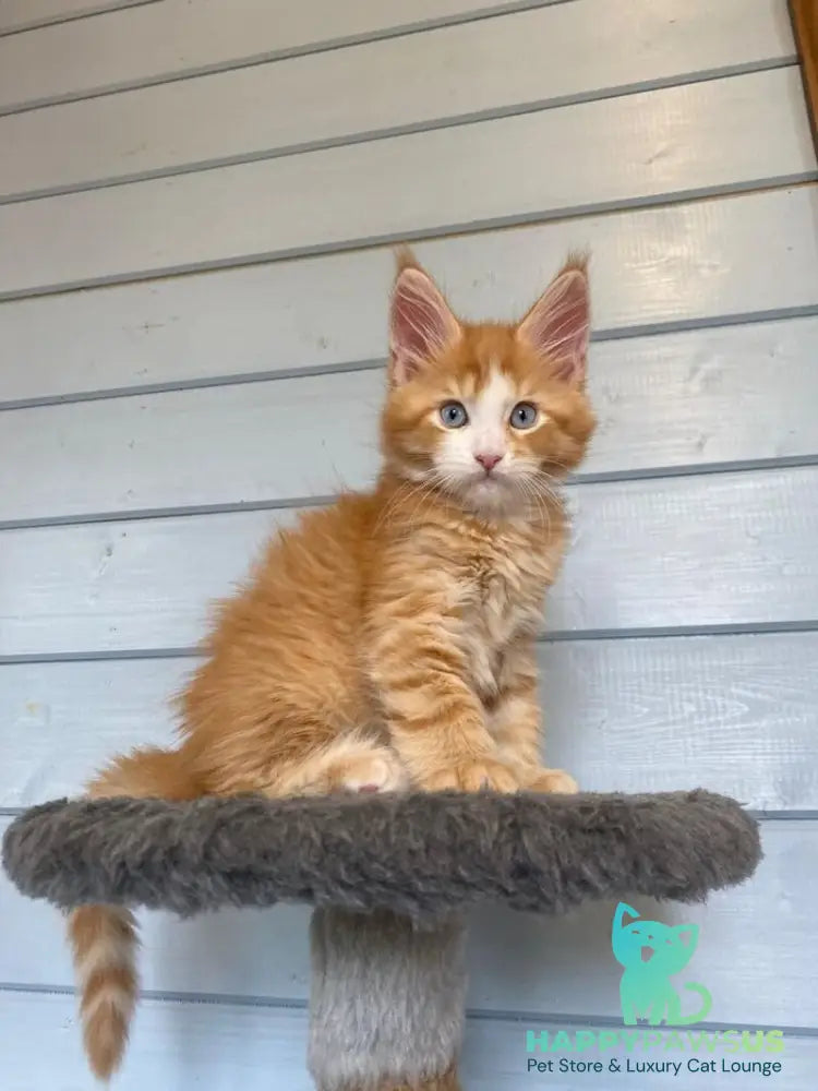 Tutti Frutti Maine Coon male red tabby with white - live animals