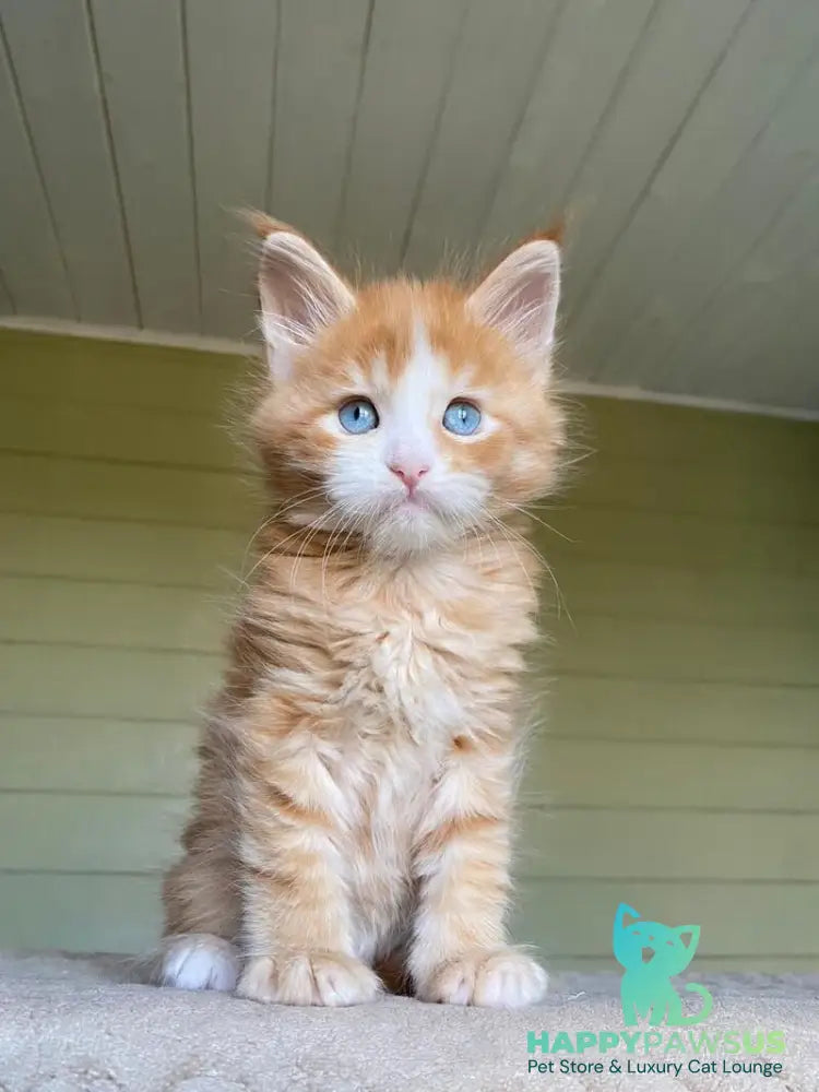 Tutti Frutti Maine Coon male red tabby with white - live animals