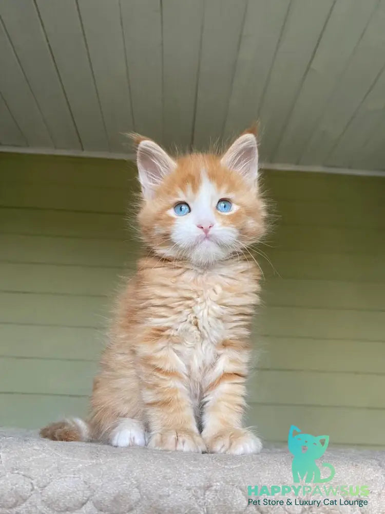 Tutti Frutti Maine Coon male red tabby with white - live animals