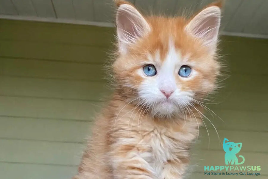Tutti Frutti Maine Coon male red tabby with white - live animals