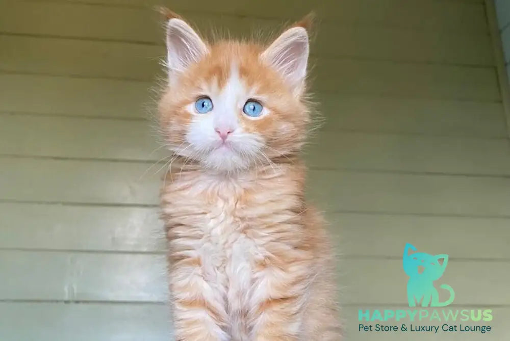 Tutti Frutti Maine Coon male red tabby with white - live animals
