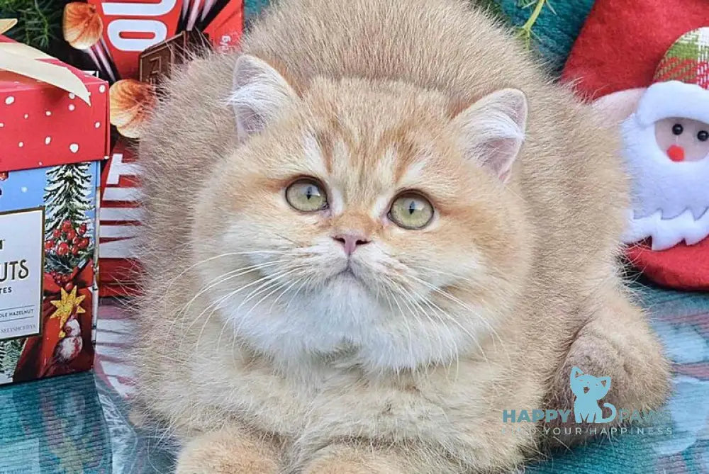 Tutty British Shorthair female chocolate golden shaded live animals