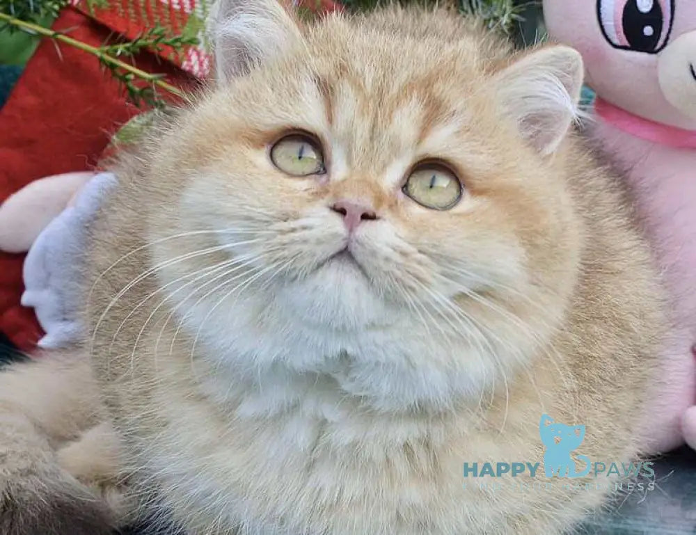 Tutty British Shorthair female chocolate golden shaded live animals