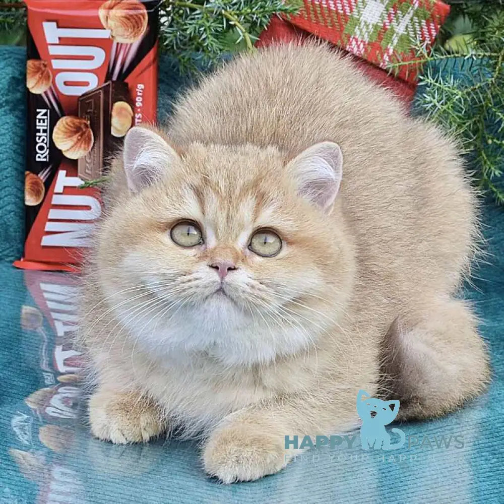 Tutty British Shorthair female chocolate golden shaded live animals