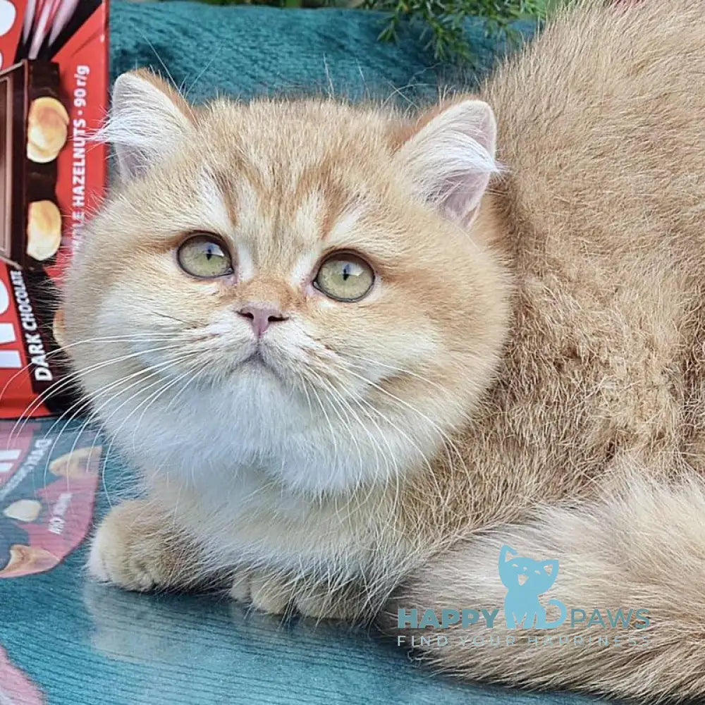 Tutty British Shorthair female chocolate golden shaded live animals