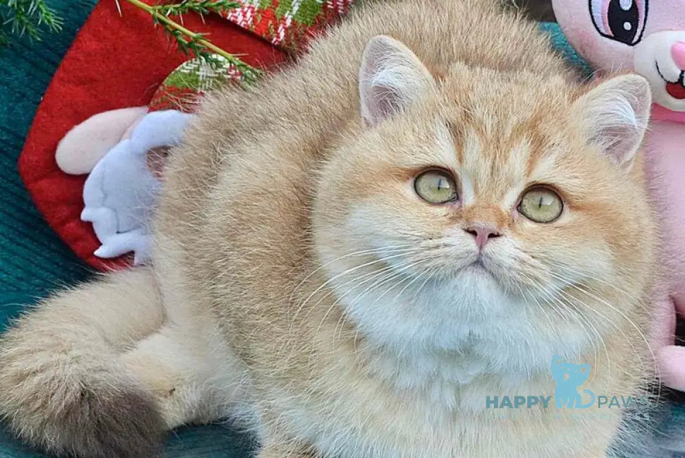 Tutty British Shorthair female chocolate golden shaded live animals