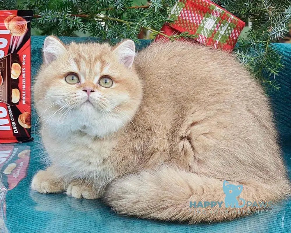 Tutty British Shorthair female chocolate golden shaded live animals