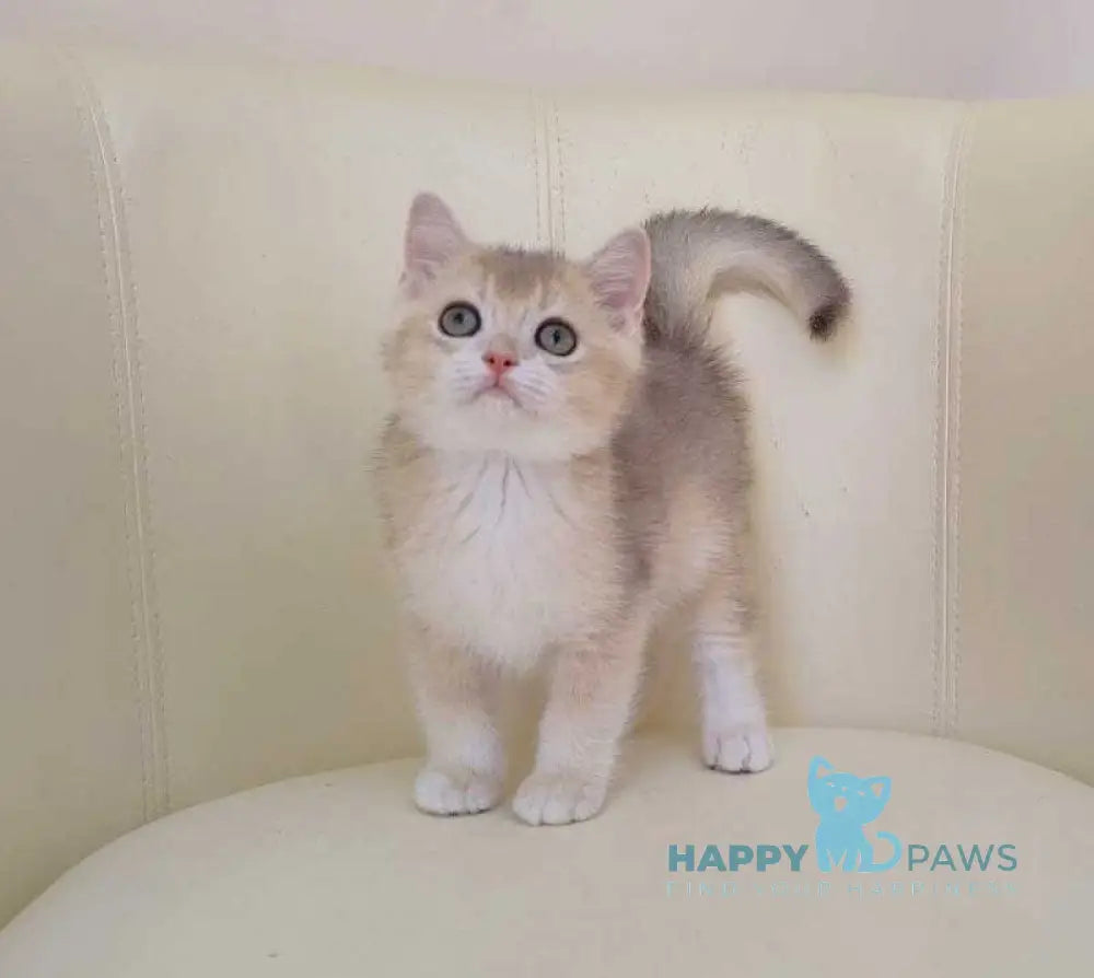 Twic British Shorthair male blue golden chinchilla live animals