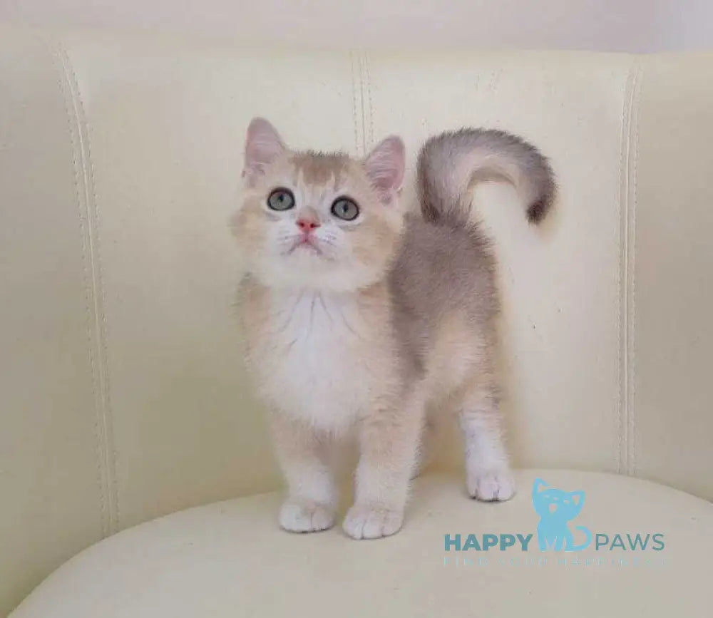 Twic British Shorthair male blue golden chinchilla live animals