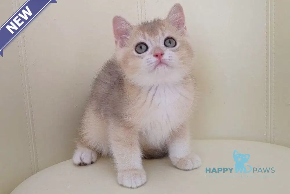 Twic British Shorthair male blue golden chinchilla live animals