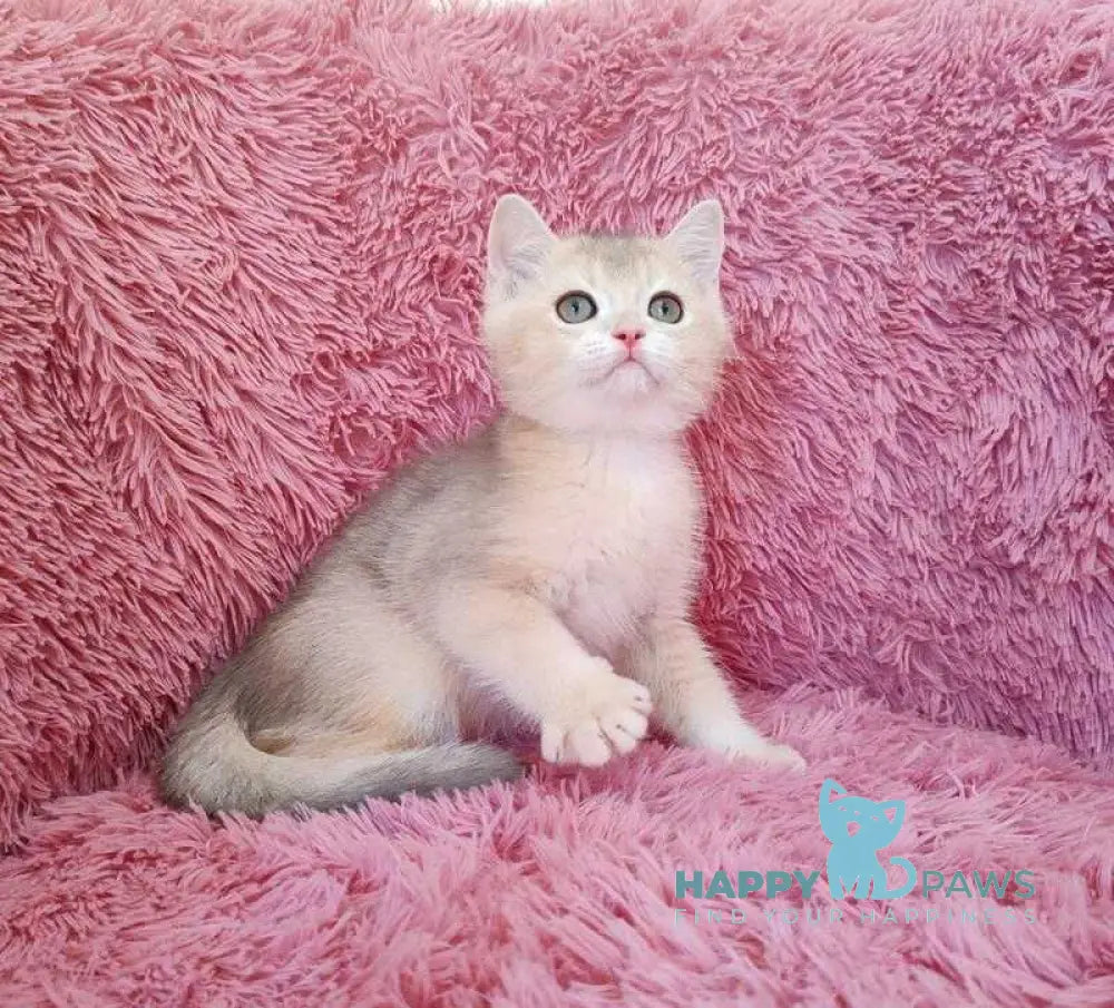 Twit British Shorthair male blue golden chinchilla live animals