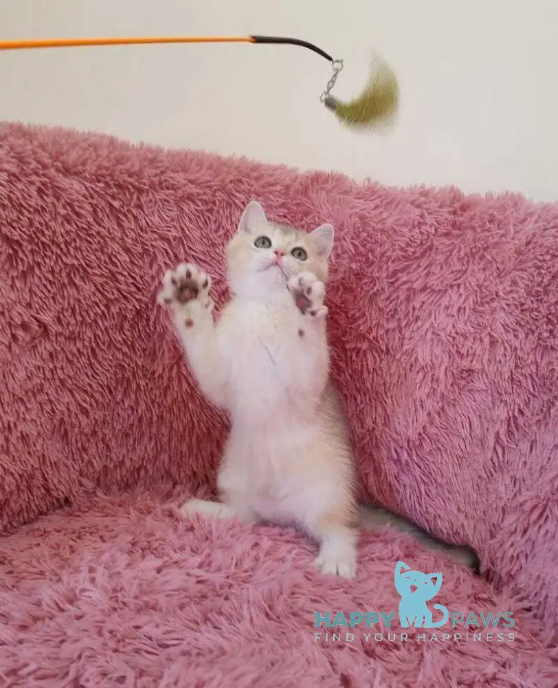 Twit British Shorthair male blue golden chinchilla live animals