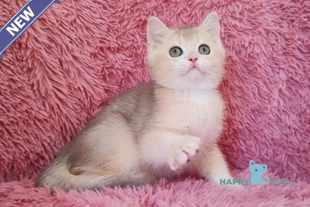 Twit British Shorthair male blue golden chinchilla live animals
