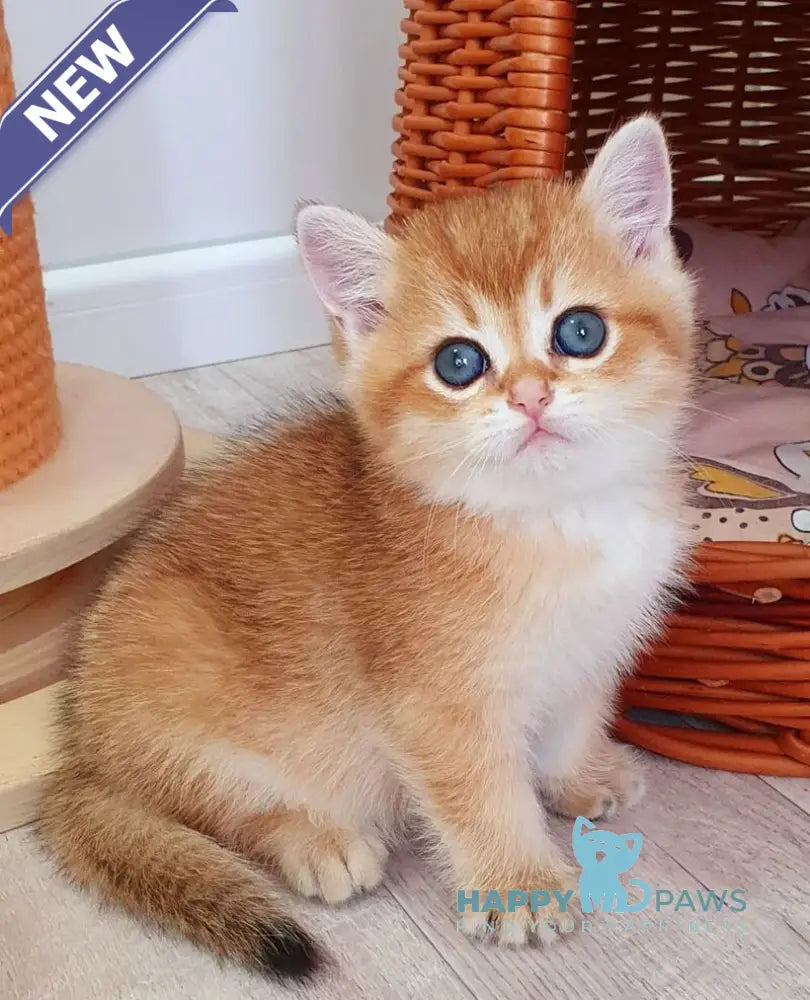 Twix British Shorthair male black golden shaded live animals