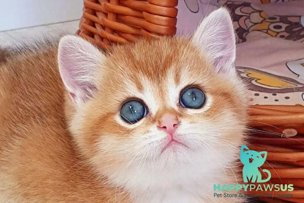 Twix British Shorthair male black golden shaded live animals