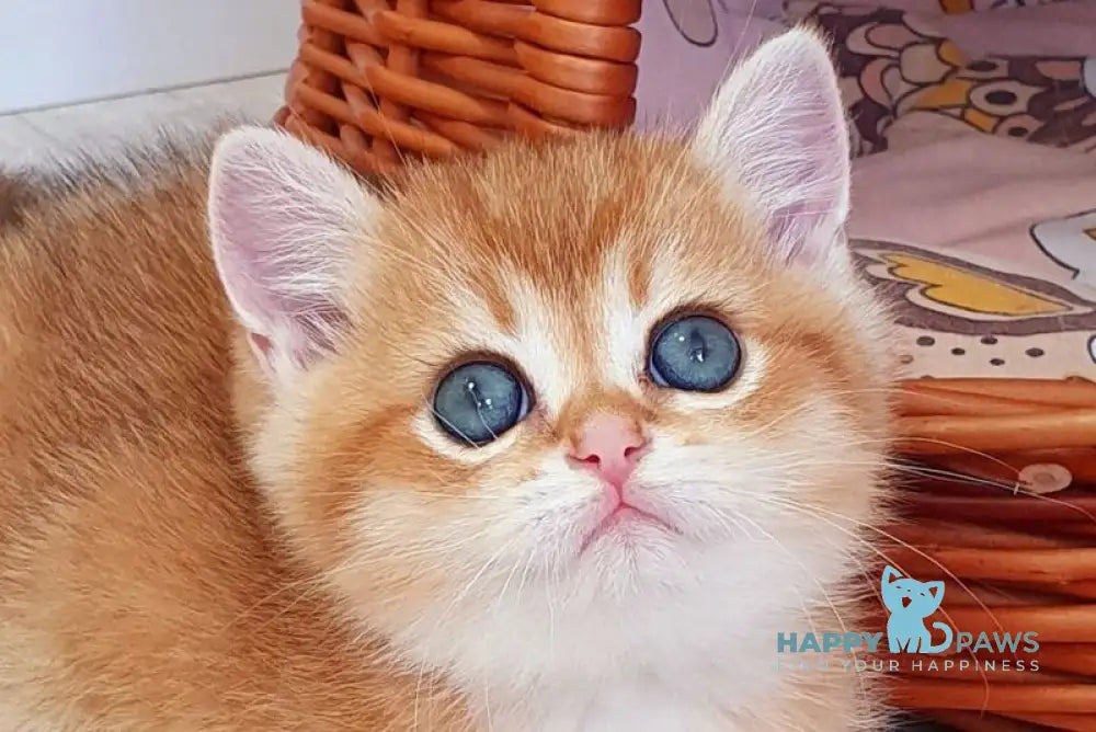 Twix British Shorthair male black golden shaded live animals