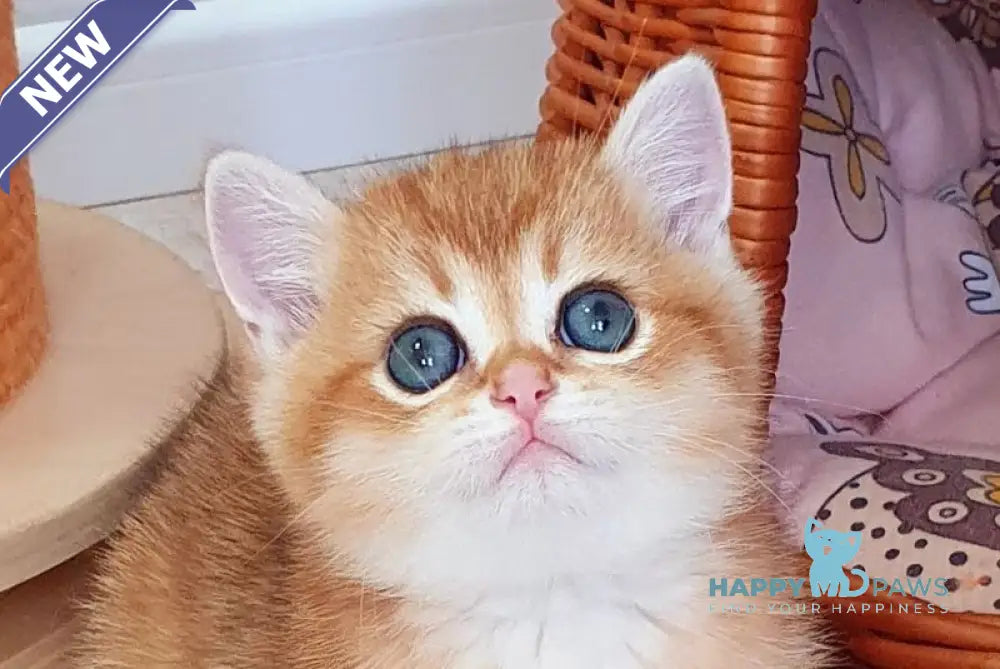 Twix British Shorthair male black golden shaded live animals