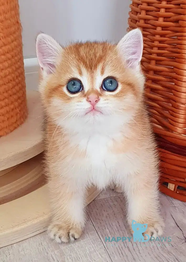 Twix British Shorthair male black golden shaded live animals