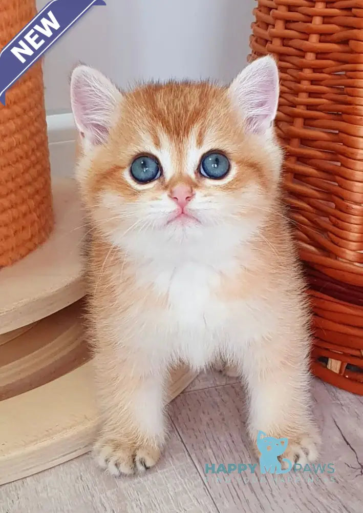 Twix British Shorthair male black golden shaded live animals