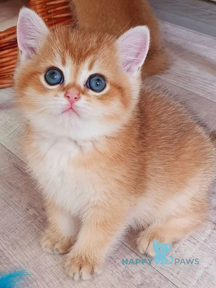 Twix British Shorthair male black golden shaded live animals