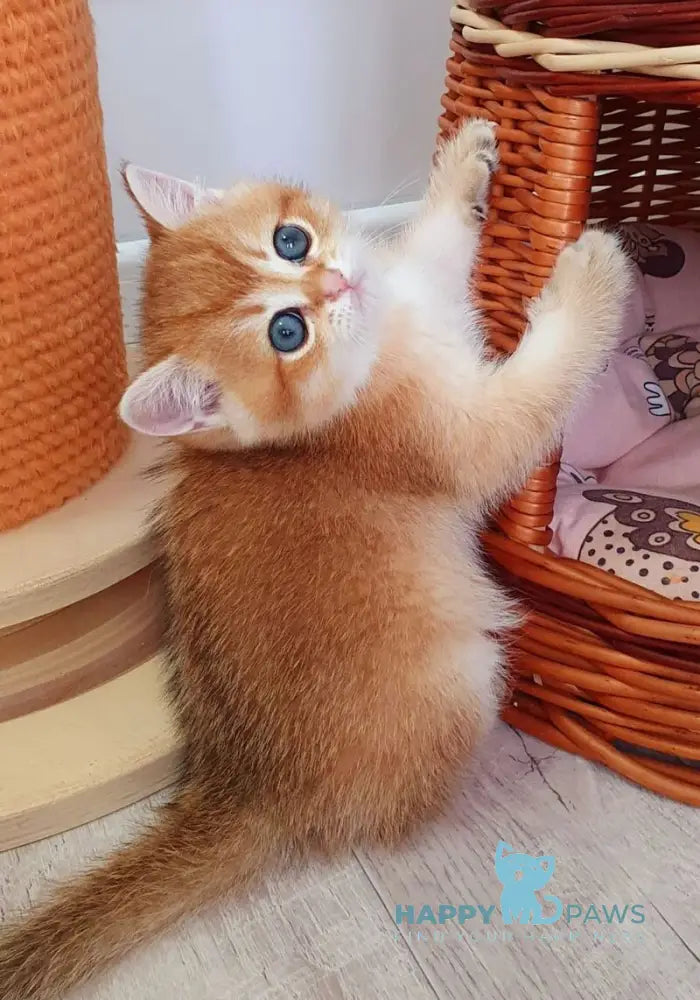 Twix British Shorthair male black golden shaded live animals