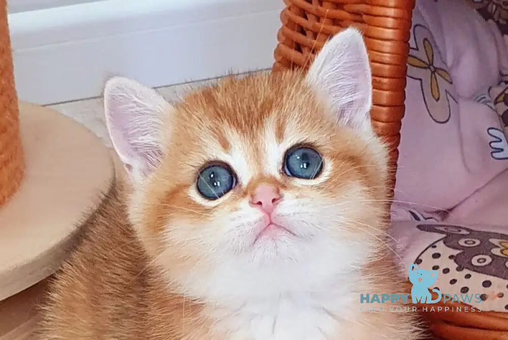 Twix British Shorthair male black golden shaded live animals