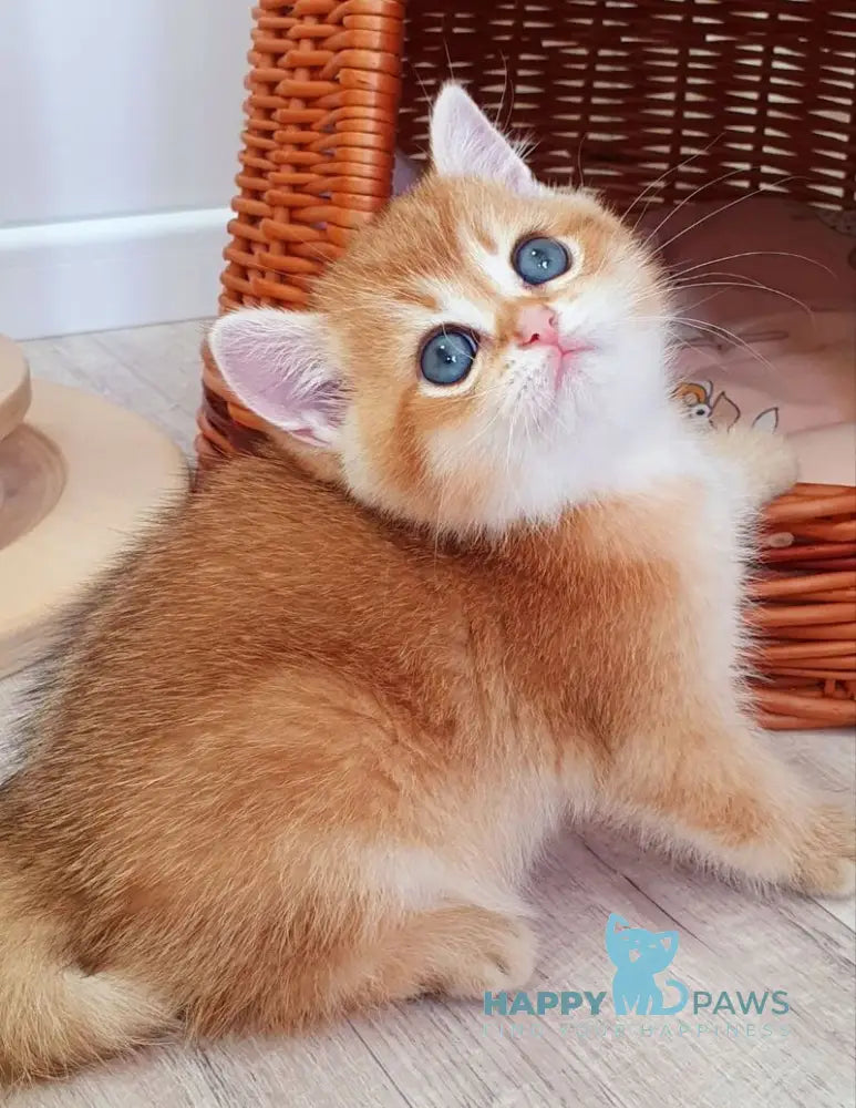 Twix British Shorthair male black golden shaded live animals