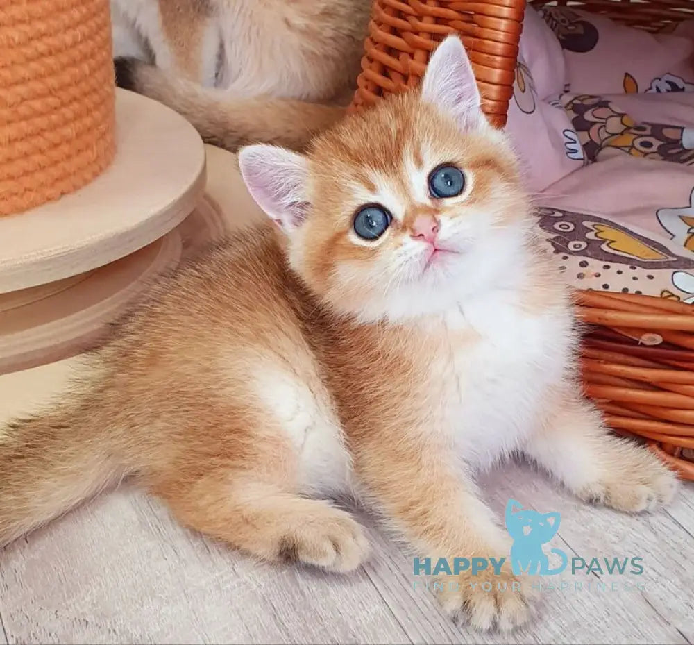 Twix British Shorthair male black golden shaded live animals