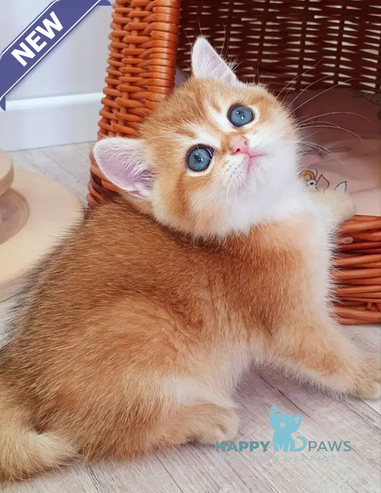 Twix British Shorthair male black golden shaded live animals