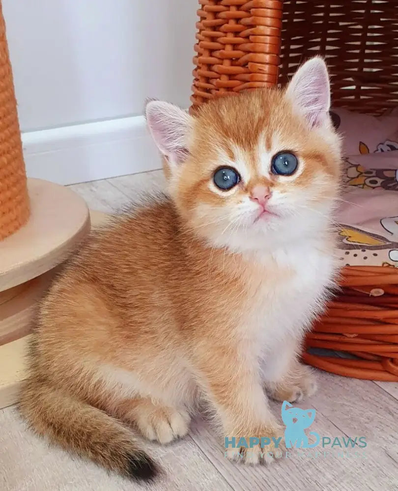 Twix British Shorthair male black golden shaded live animals