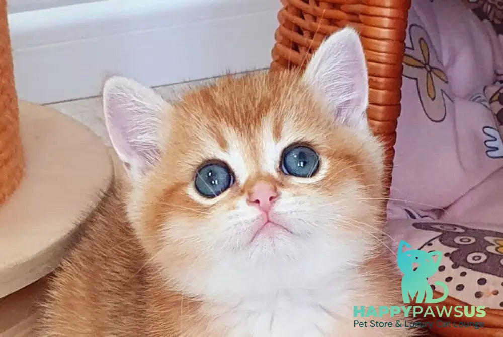 Twix British Shorthair male black golden shaded live animals