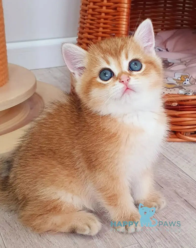 Twix British Shorthair male black golden shaded live animals