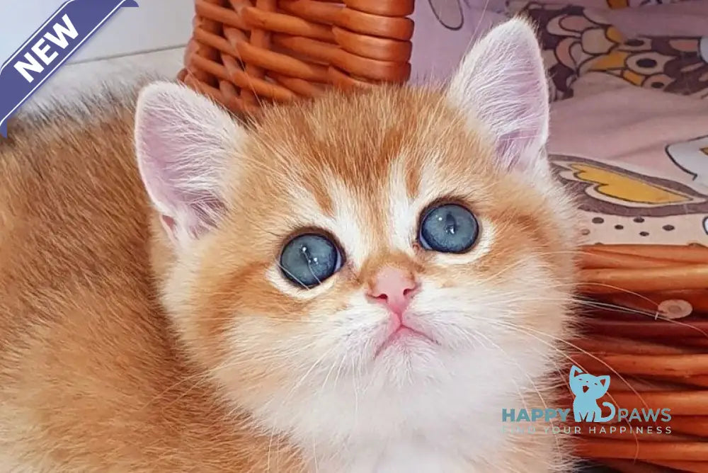 Twix British Shorthair male black golden shaded live animals